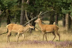 Hoge: Red Deer