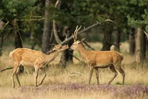 Hoge: Red Deer