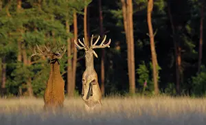 Dispute: Red Deer
