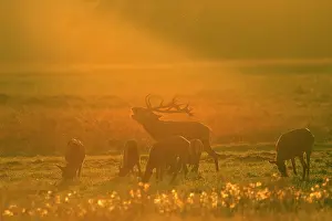 Nationaal: Red Deer