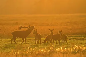 Nationaal: Red Deer