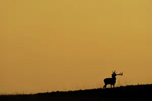 Belling: Red Deer