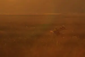 Communicating: Red Deer