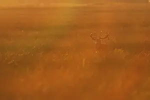 Belling: Red Deer