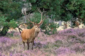 Veluwe: Red Deer