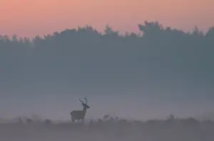 Natuurmonumenten: Red Deer