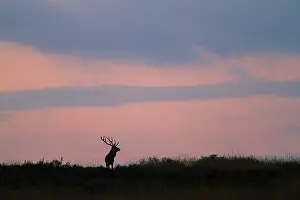 Veluwe: Red Deer