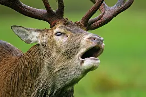 Munsterland: Red Deer