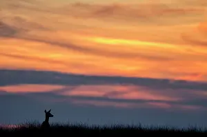Veluwe: Red Deer