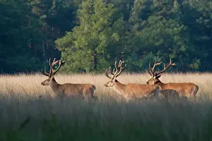 Natuurmonumenten: Red Deer
