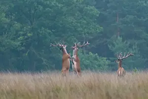 Dispute: Red Deer