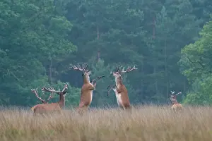 Boxing: Red Deer