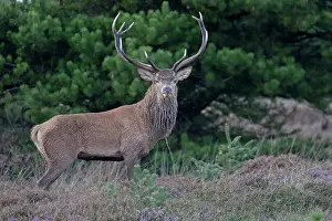 Cervinae: Red Deer