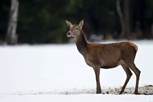 Cervinae: Red Deer