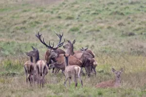 Cervinae: Red Deer