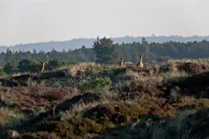 Cervinae: Red Deer