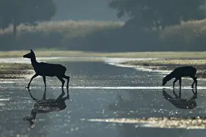 Cervinae: Red Deer