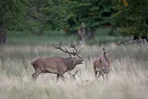 Cervinae: Red Deer