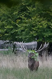 Cervinae: Red Deer