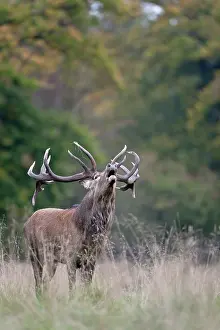 Cervinae: Red Deer