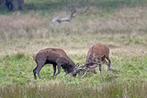 Dispute: Red Deer