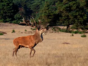 Veluwe: Red Deer