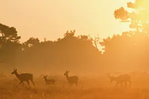 Natuurmonumenten: Red Deer