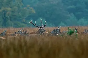 Master: Red Deer