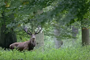 Cervinae: Red Deer