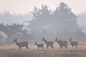 Cervinae: Red Deer