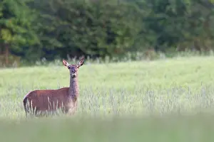 Cervinae: Red Deer