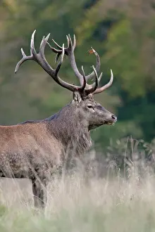 Cervinae: Red Deer