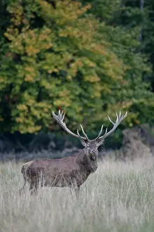 Cervinae: Red Deer