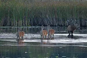 Cervinae: Red Deer