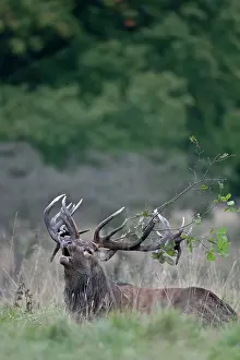 Cervinae: Red Deer