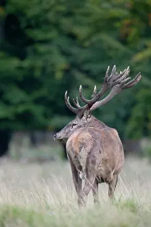 Cervinae: Red Deer