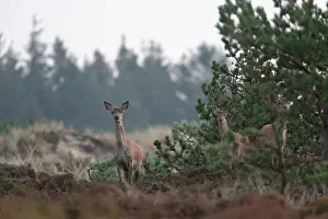 Heating: Red Deer