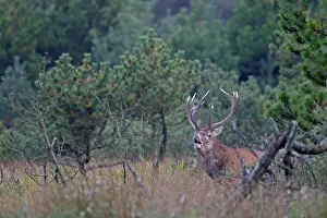 Danmark: Red Deer