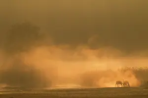 Cervinae: Red Deer