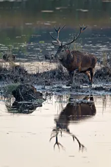 Cervinae: Red Deer