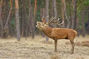 Veluwe: Red Deer