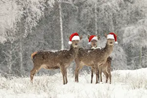 Falling: Red Deer