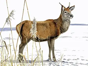 Illustration: Red Deer
