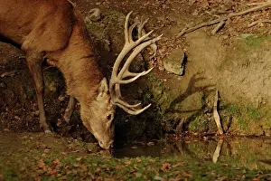 Period: Red Deer