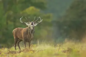 Rutting: Red Deer