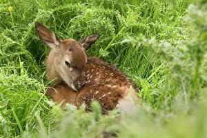 Vince Burton: Red Deer