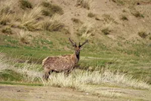 Cervide: RED DEER