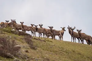 Cervide: RED DEER