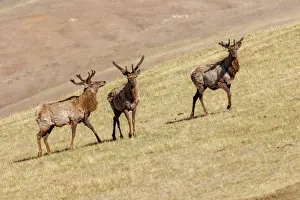 Trois Animaux: RED DEER