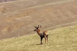 Trois Animaux: RED DEER